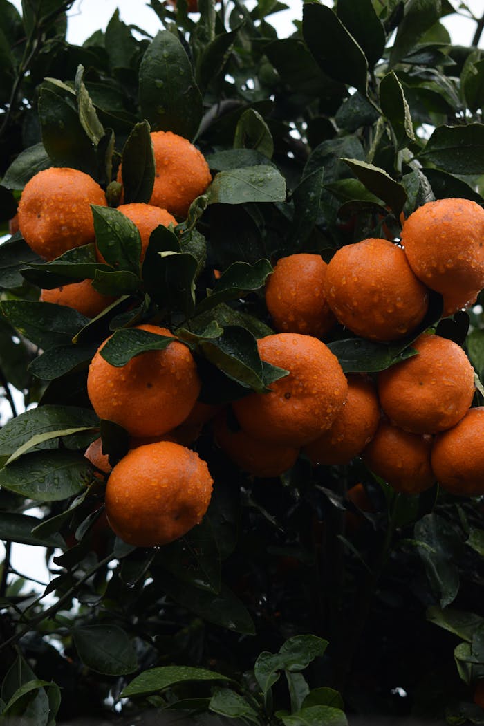 Free stock photo of after rain, asia, bright colors